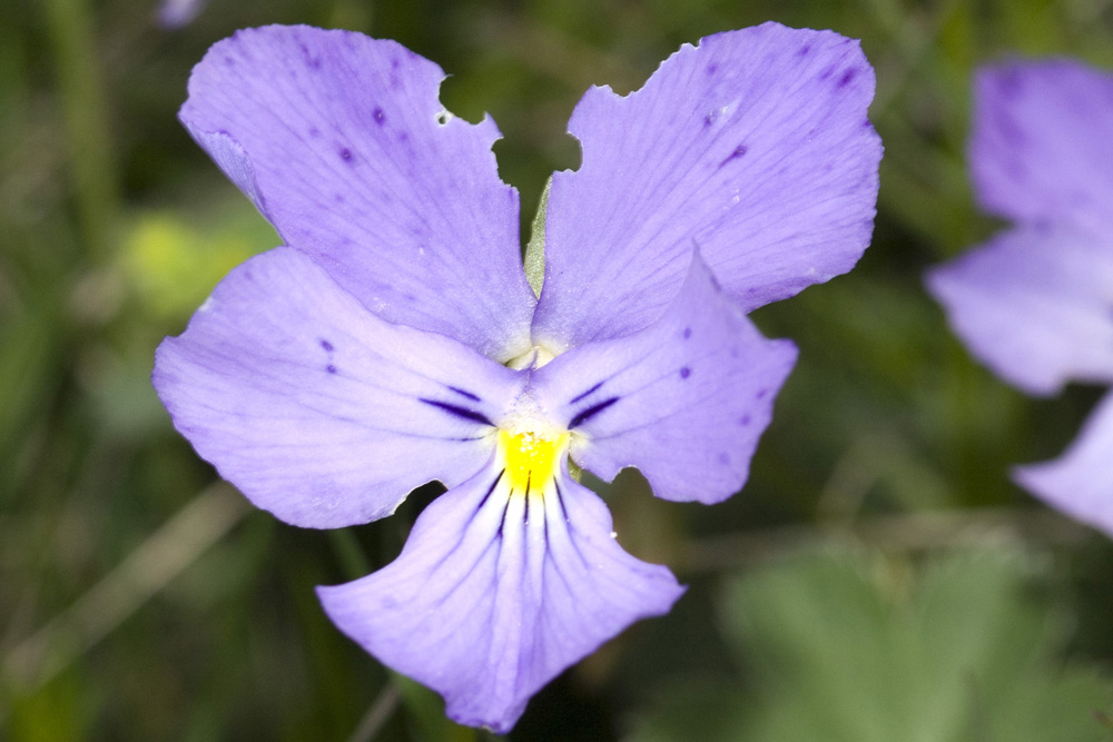 Viola calcarata/Viola con sperone